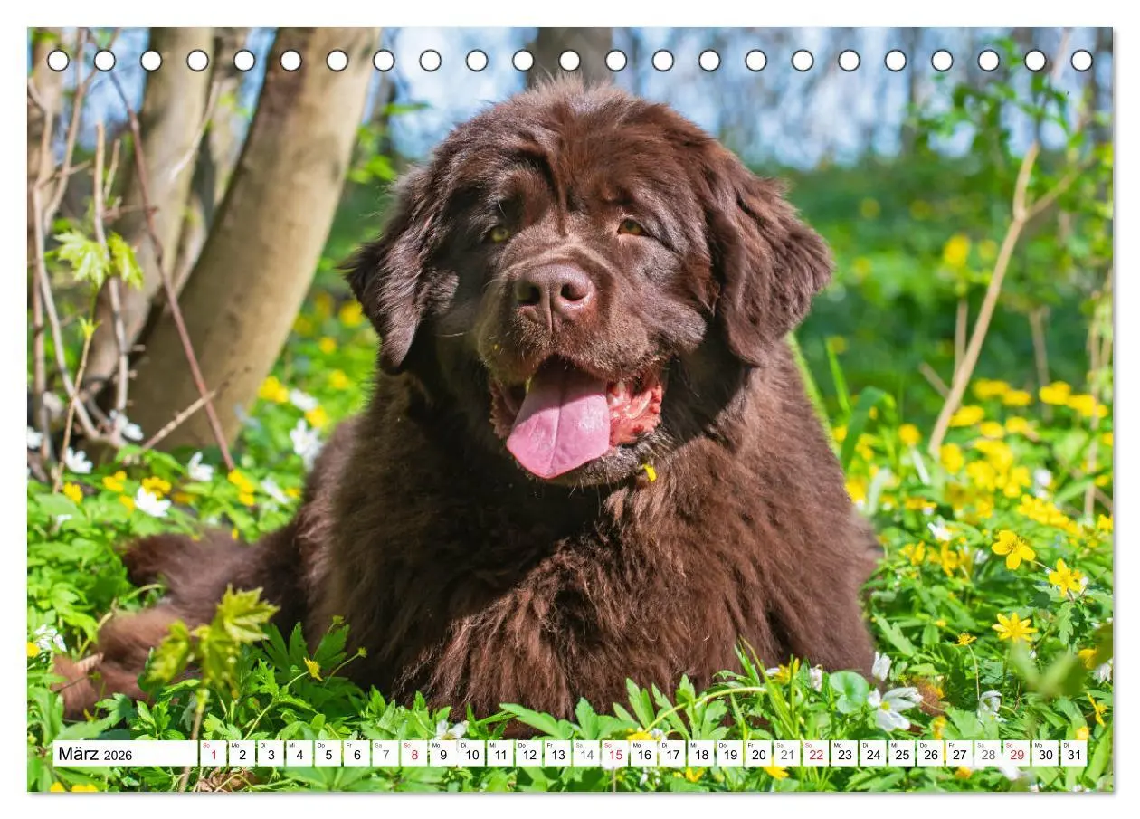 Bild: 9783457721193 | Neufundländer - Ein bärenstarker Freund (Tischkalender 2026 DIN A5...