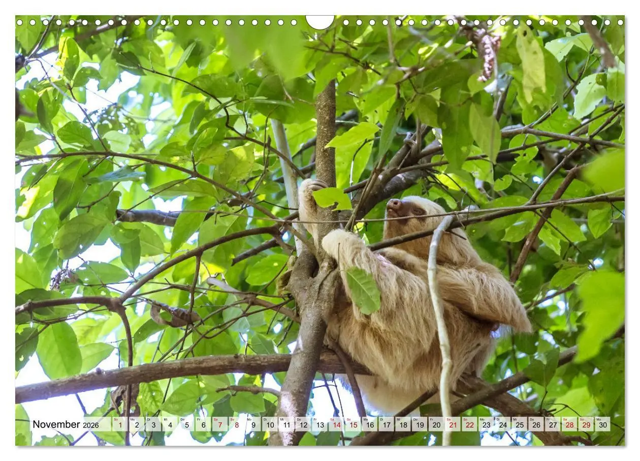 Bild: 9783457571293 | Costa Rica - Tierwelt und Landschaften (Wandkalender 2026 DIN A3...