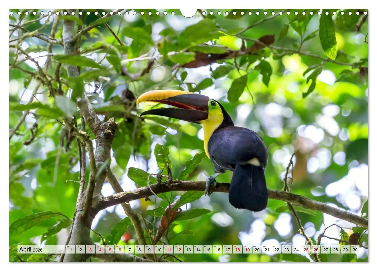 Bild: 9783457571293 | Costa Rica - Tierwelt und Landschaften (Wandkalender 2026 DIN A3...