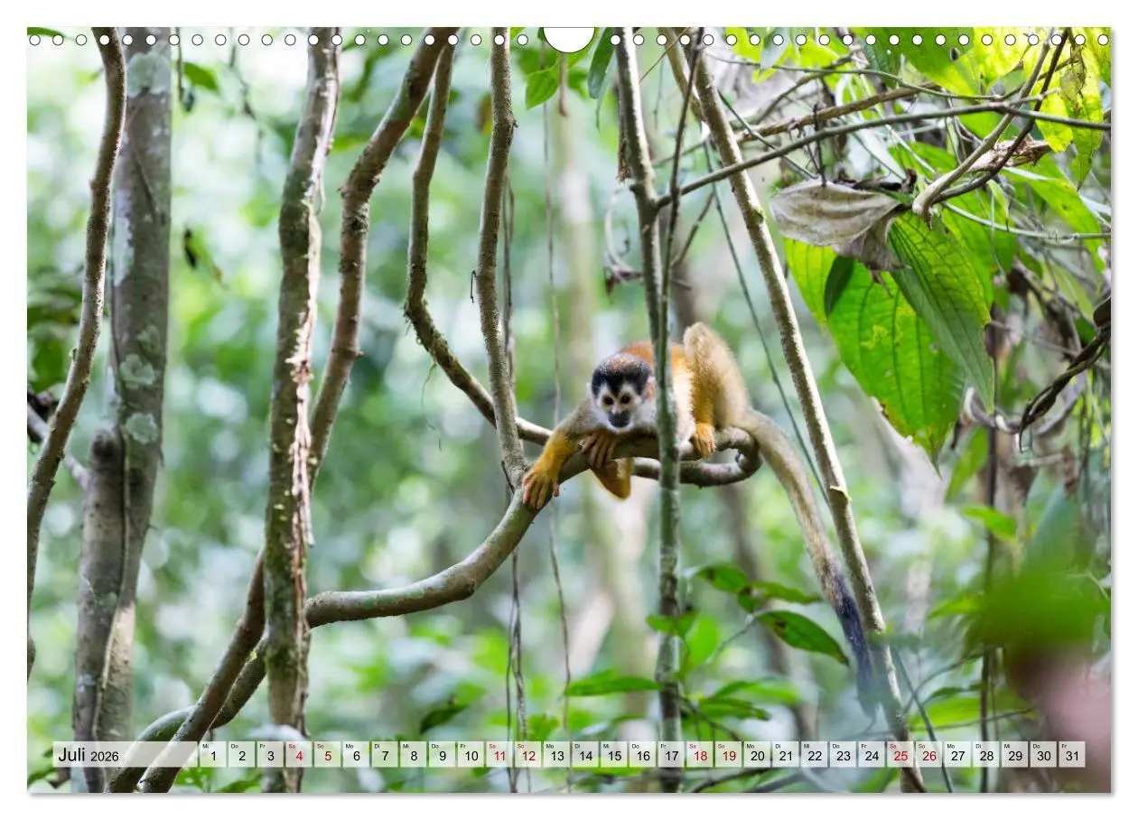 Bild: 9783457571293 | Costa Rica - Tierwelt und Landschaften (Wandkalender 2026 DIN A3...