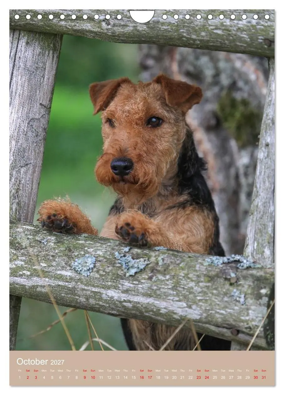 Bild: 9783594401293 | Welsh Terrier - Adventures with a Faithful Friend (Wall Calendar...