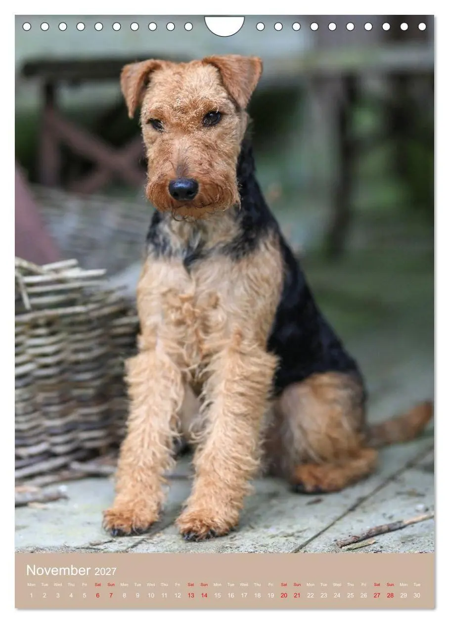 Bild: 9783594401293 | Welsh Terrier - Adventures with a Faithful Friend (Wall Calendar...