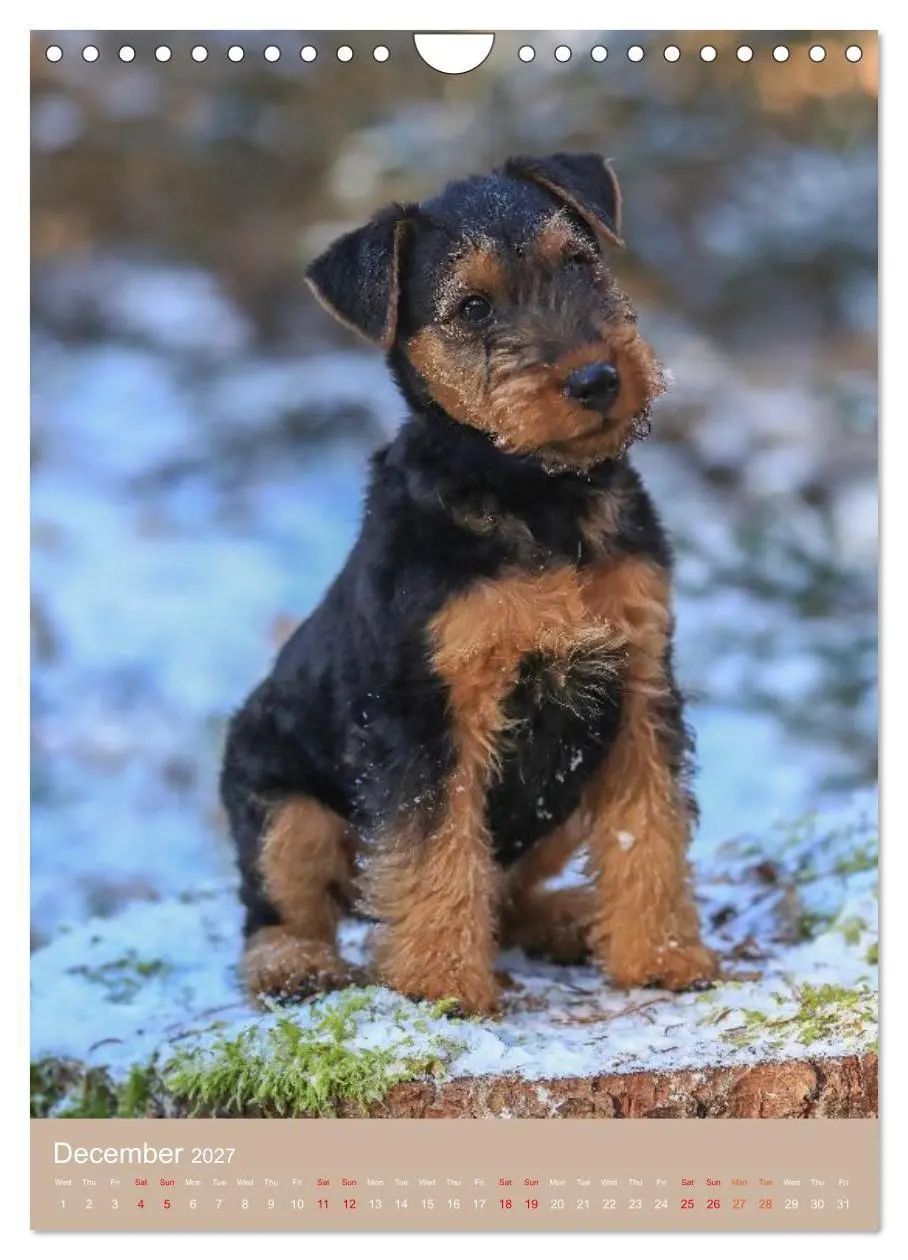 Bild: 9783594401293 | Welsh Terrier - Adventures with a Faithful Friend (Wall Calendar...