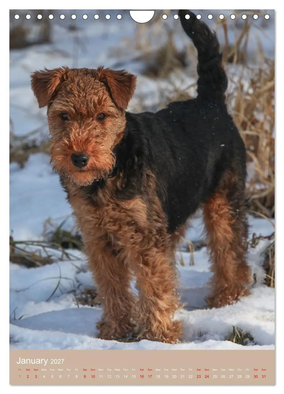 Bild: 9783594401293 | Welsh Terrier - Adventures with a Faithful Friend (Wall Calendar...