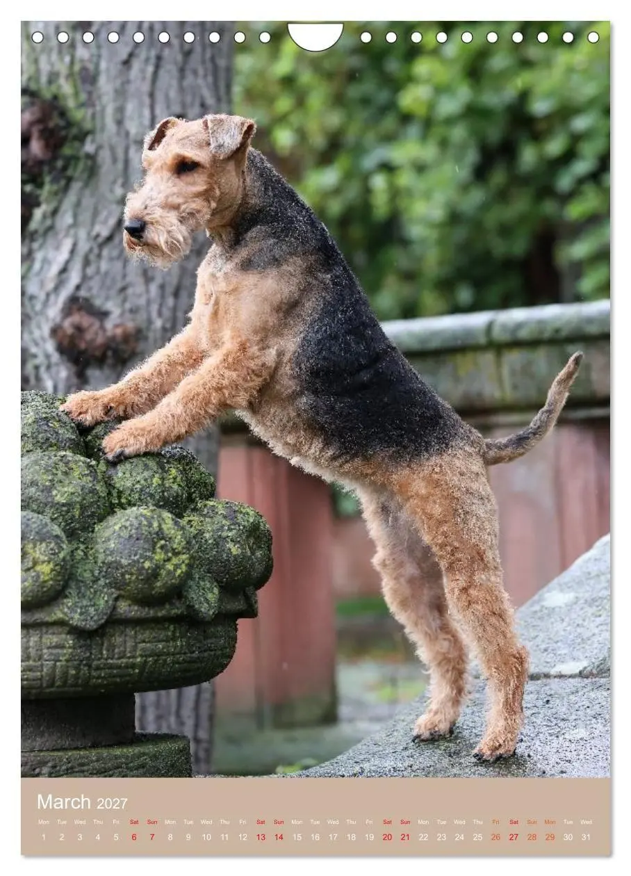 Bild: 9783594401293 | Welsh Terrier - Adventures with a Faithful Friend (Wall Calendar...