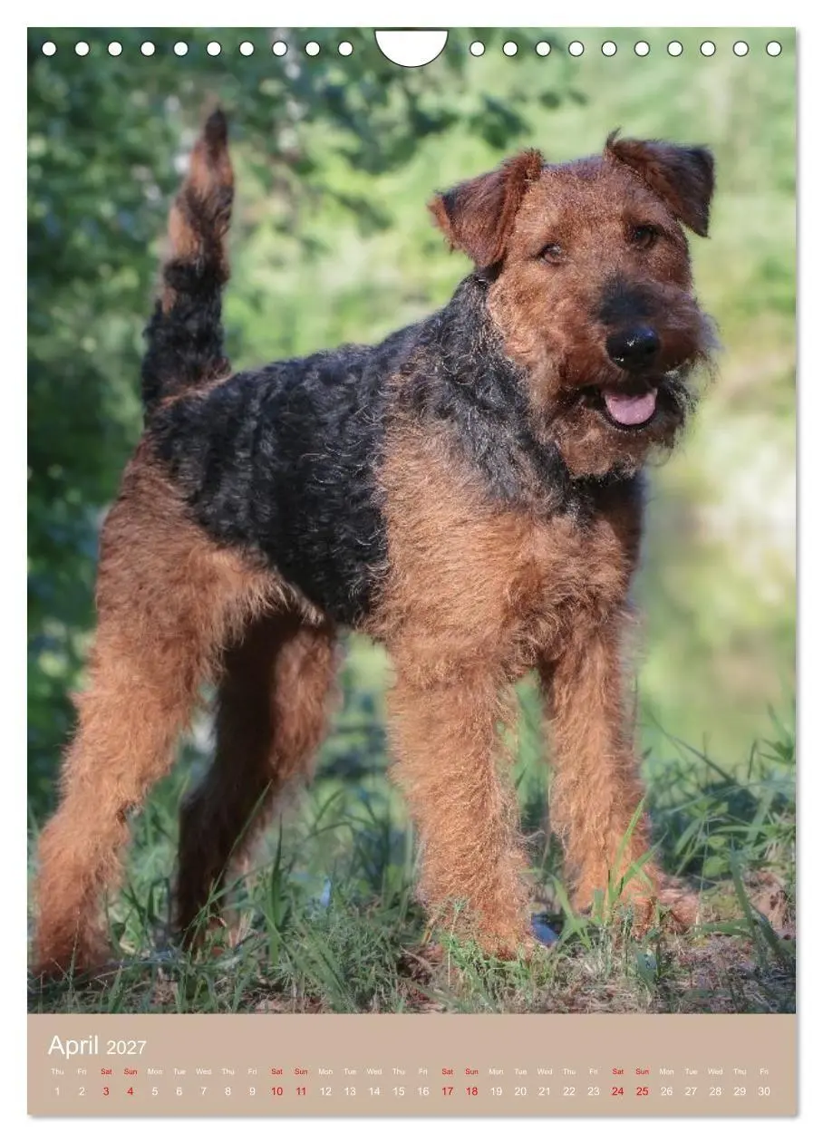 Bild: 9783594401293 | Welsh Terrier - Adventures with a Faithful Friend (Wall Calendar...