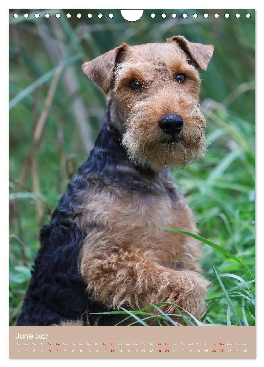 Bild: 9783594401293 | Welsh Terrier - Adventures with a Faithful Friend (Wall Calendar...
