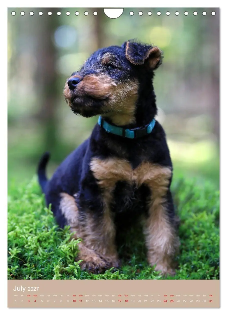 Bild: 9783594401293 | Welsh Terrier - Adventures with a Faithful Friend (Wall Calendar...