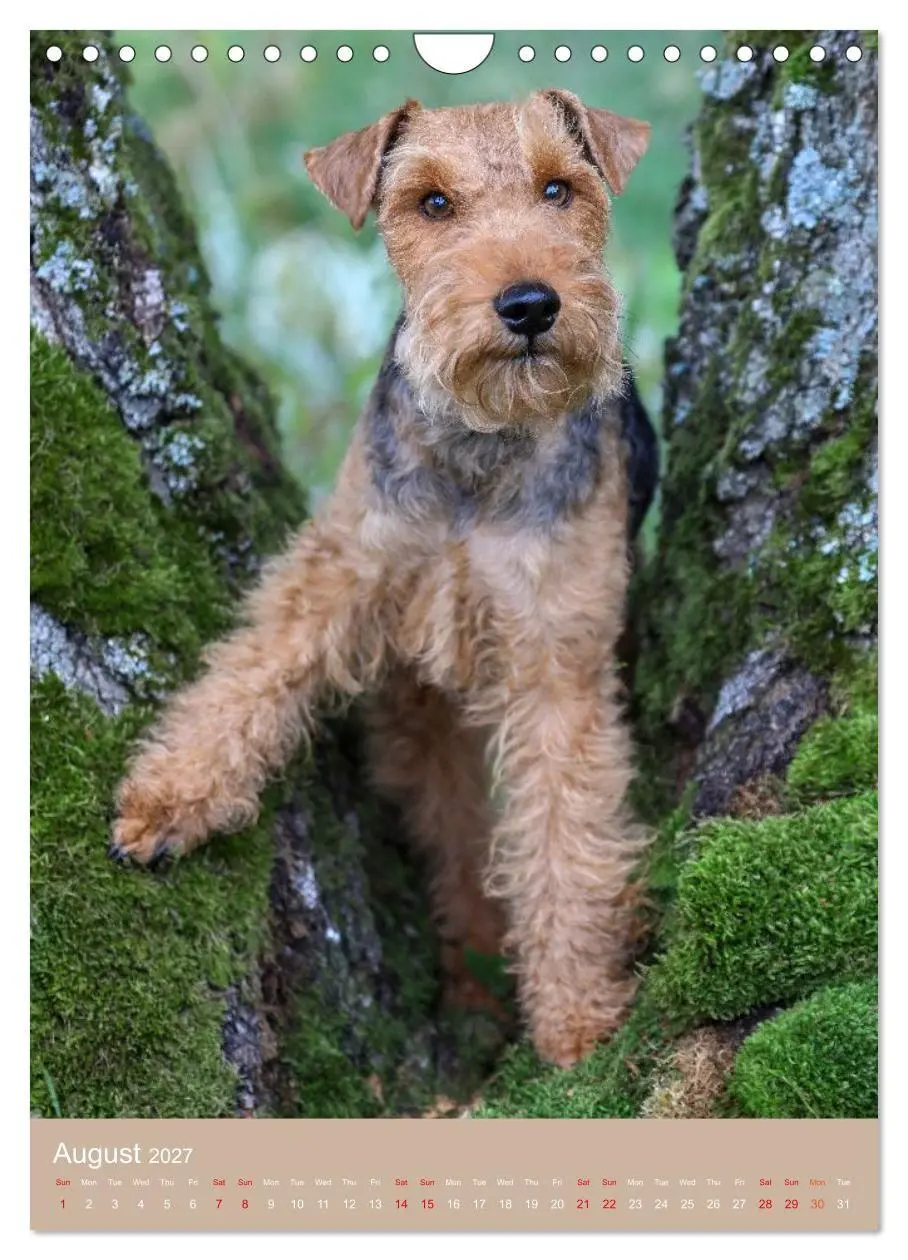 Bild: 9783594401293 | Welsh Terrier - Adventures with a Faithful Friend (Wall Calendar...