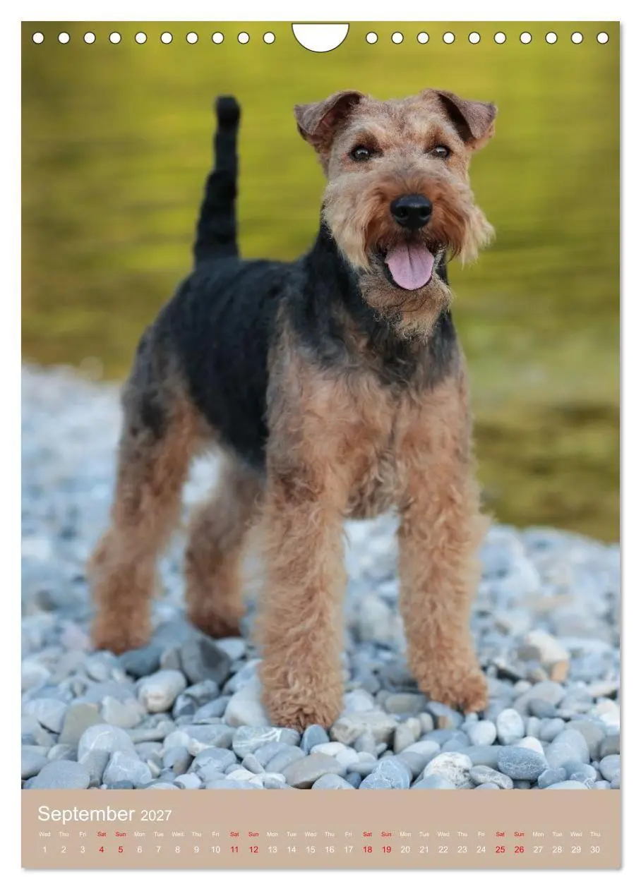 Bild: 9783594401293 | Welsh Terrier - Adventures with a Faithful Friend (Wall Calendar...