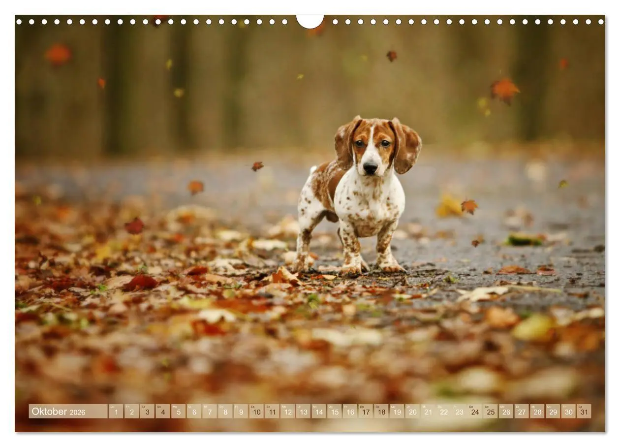 Bild: 9783457871393 | Die Dackel daggeln.... (Wandkalender 2026 DIN A3 quer), CALVENDO...