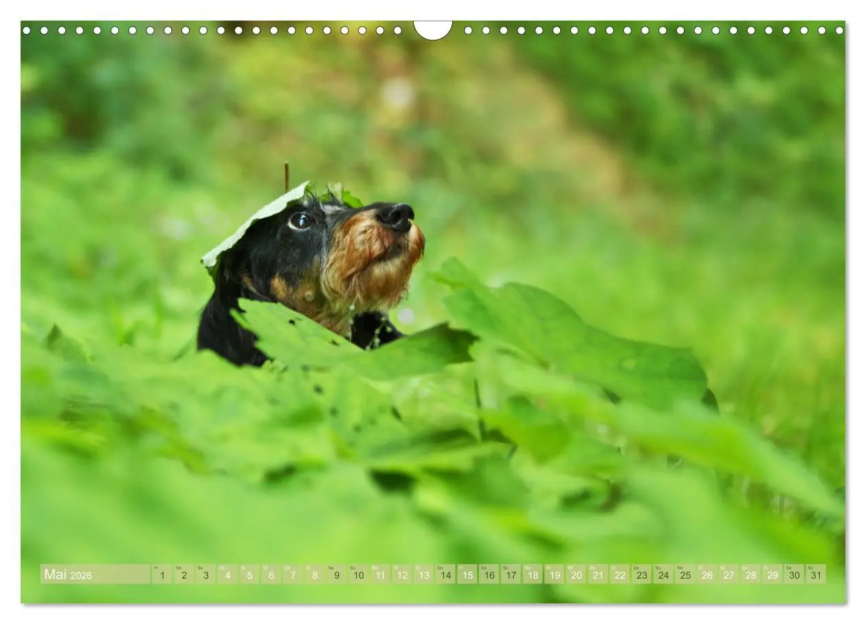 Bild: 9783457871393 | Die Dackel daggeln.... (Wandkalender 2026 DIN A3 quer), CALVENDO...