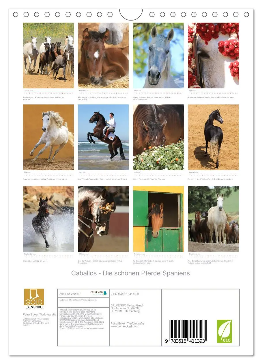 Bild: 9783516411393 | Caballos - Die schönen Pferde Spaniens (Wandkalender 2026 DIN A4...