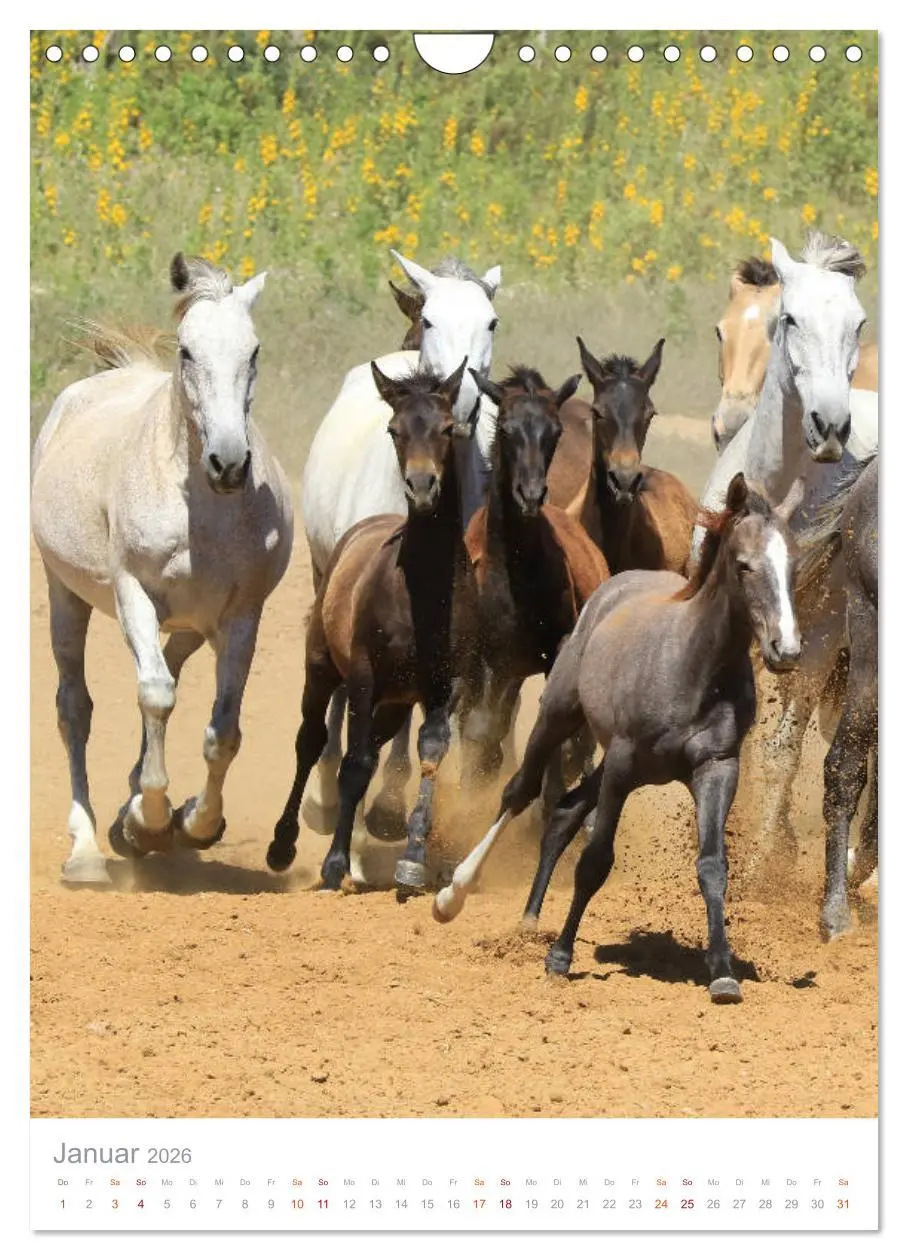 Bild: 9783516411393 | Caballos - Die schönen Pferde Spaniens (Wandkalender 2026 DIN A4...