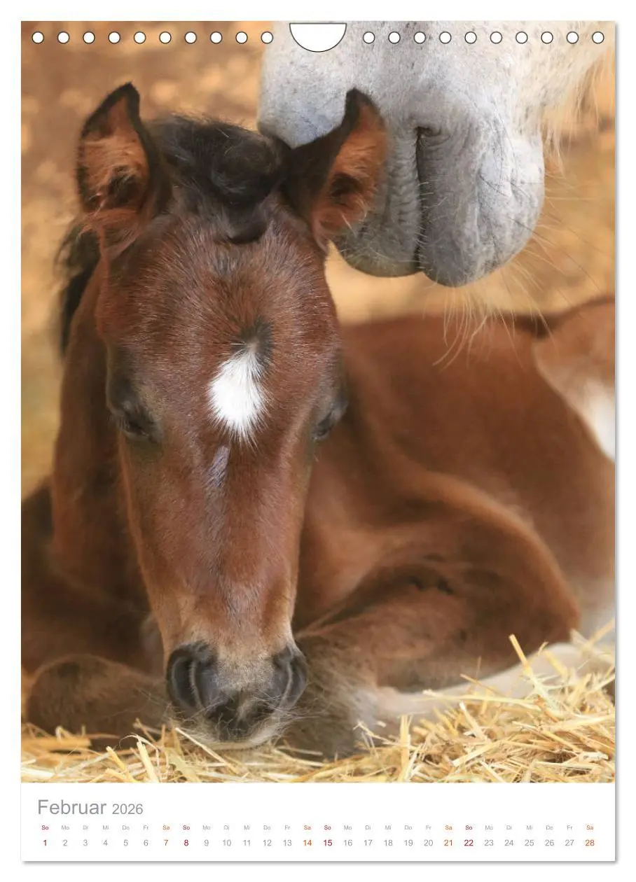 Bild: 9783516411393 | Caballos - Die schönen Pferde Spaniens (Wandkalender 2026 DIN A4...