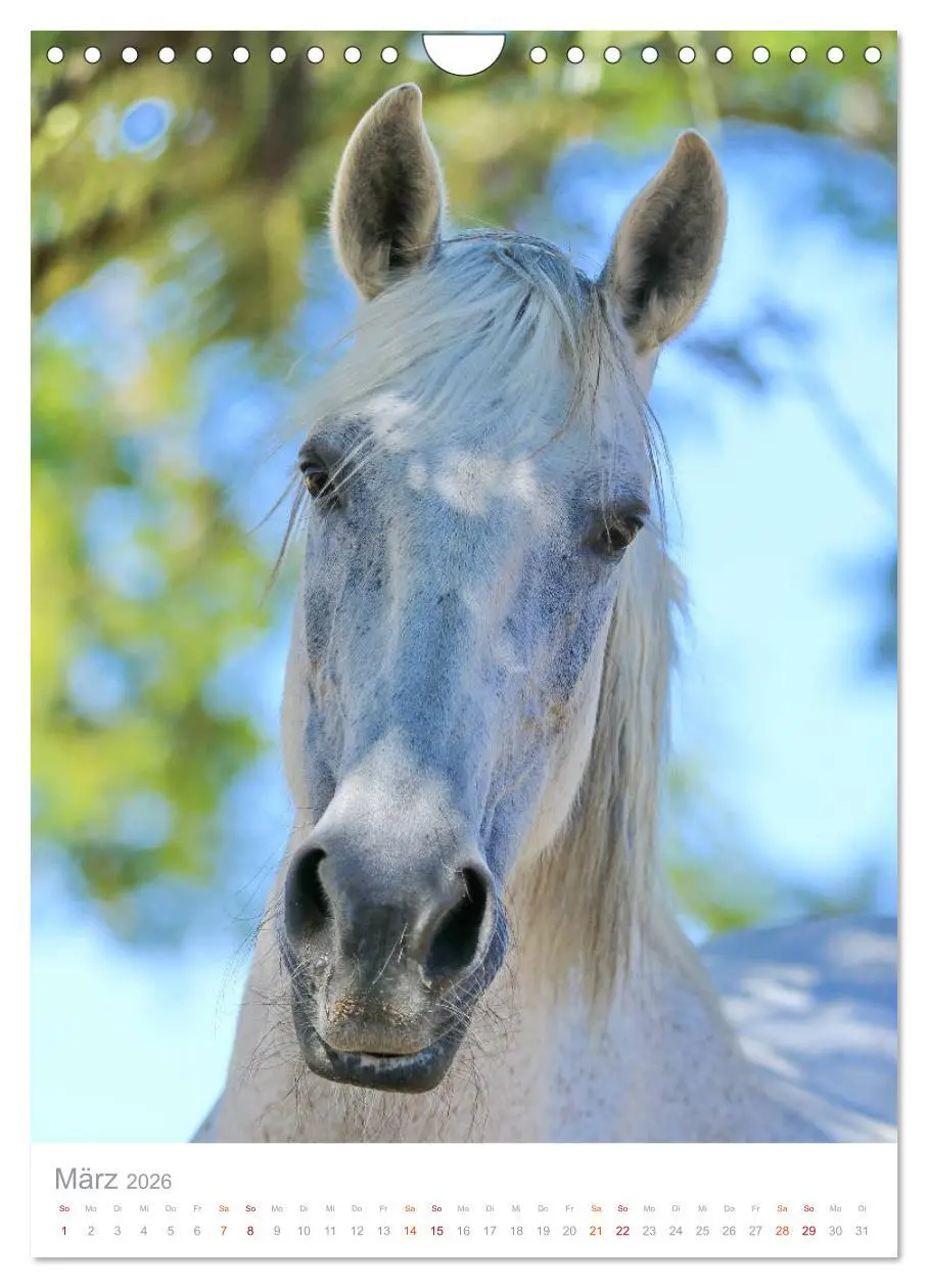 Bild: 9783516411393 | Caballos - Die schönen Pferde Spaniens (Wandkalender 2026 DIN A4...