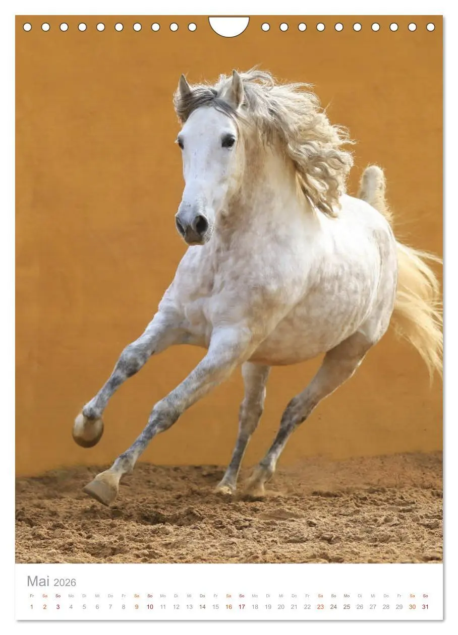 Bild: 9783516411393 | Caballos - Die schönen Pferde Spaniens (Wandkalender 2026 DIN A4...
