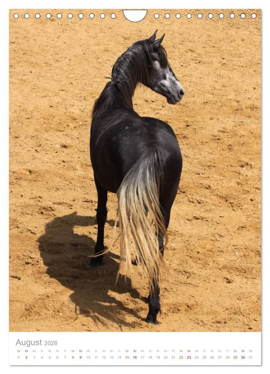 Bild: 9783516411393 | Caballos - Die schönen Pferde Spaniens (Wandkalender 2026 DIN A4...