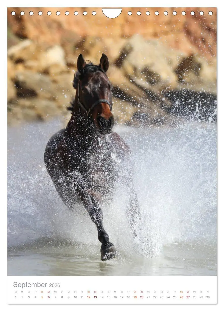 Bild: 9783516411393 | Caballos - Die schönen Pferde Spaniens (Wandkalender 2026 DIN A4...