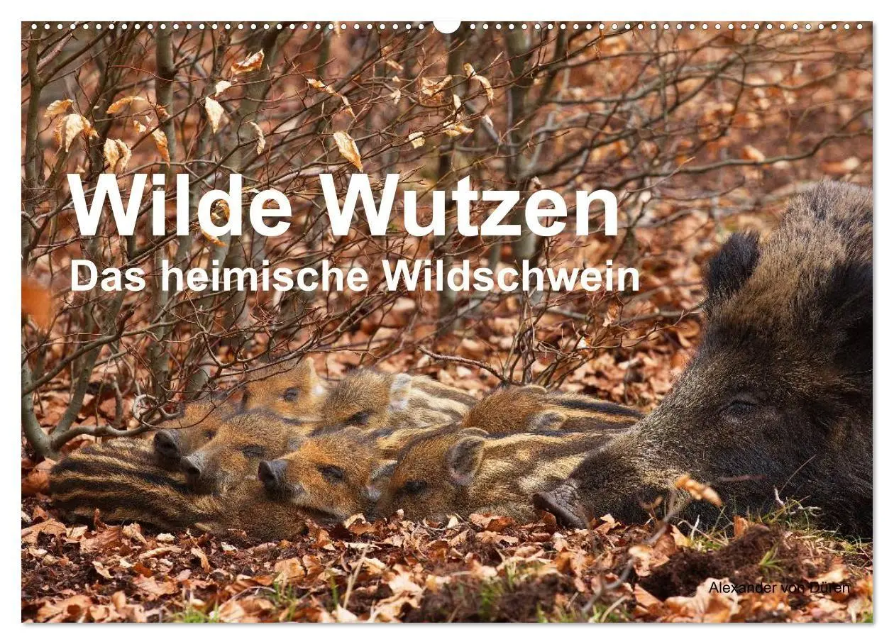 Cover: 9783594011393 | Wilde Wutzen. Das heimische Wildschwein (Wandkalender 2027 DIN A2...