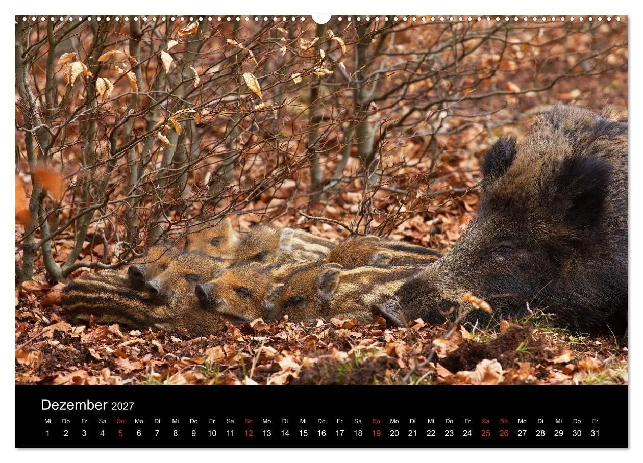 Bild: 9783594011393 | Wilde Wutzen. Das heimische Wildschwein (Wandkalender 2027 DIN A2...