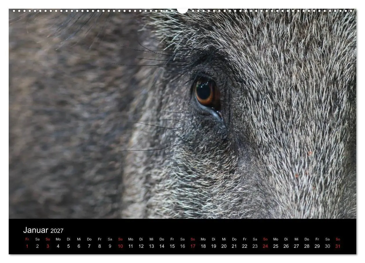 Bild: 9783594011393 | Wilde Wutzen. Das heimische Wildschwein (Wandkalender 2027 DIN A2...