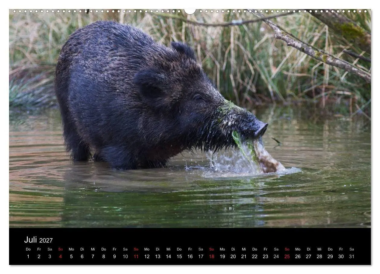 Bild: 9783594011393 | Wilde Wutzen. Das heimische Wildschwein (Wandkalender 2027 DIN A2...