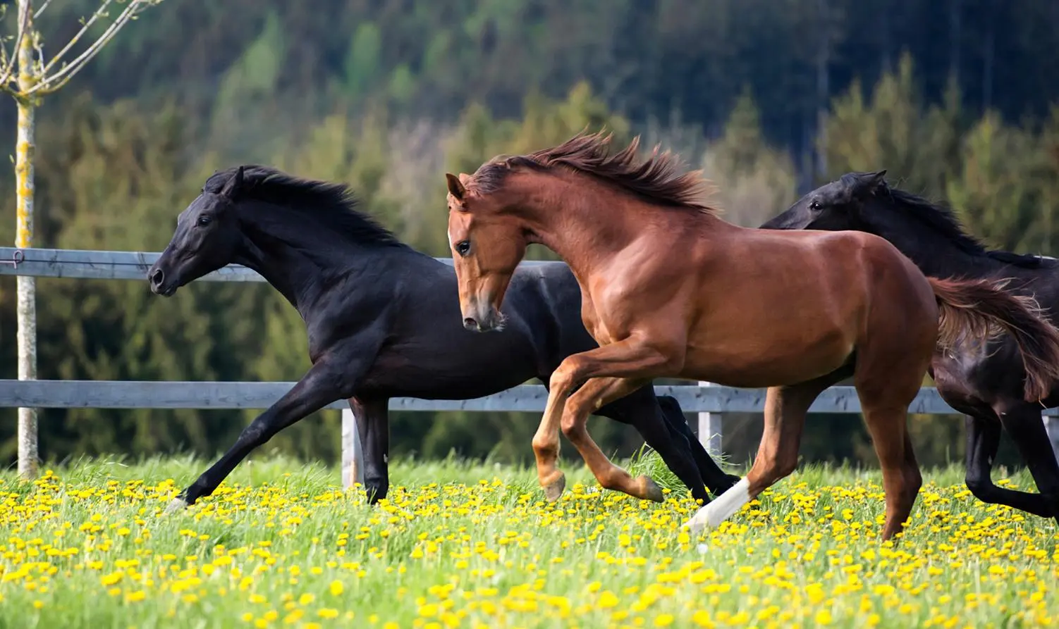 Bild: 9783710901393 | Trakehner Gestüt Murtal | Edle Pferde im Land der Zirben | Buch | 2021