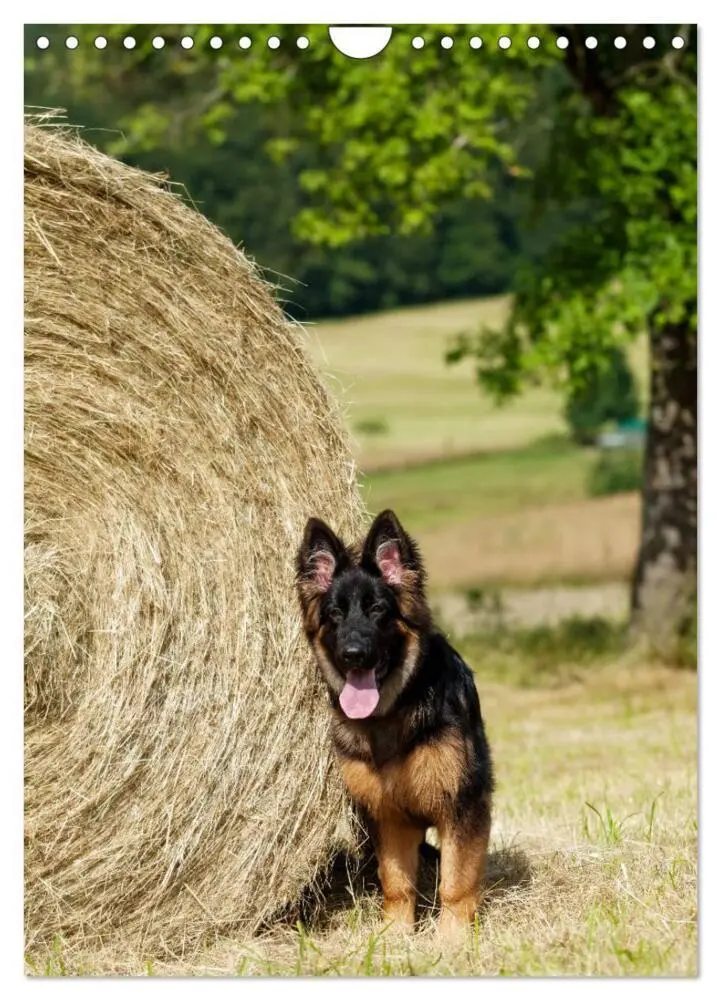 Bild: 9783457001493 | Schäferhunde Langstockhaar zum verlieben (Wandkalender 2025 DIN A4...