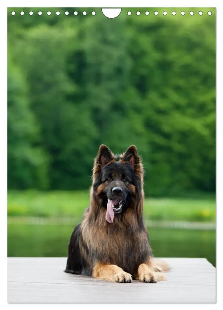 Bild: 9783457001493 | Schäferhunde Langstockhaar zum verlieben (Wandkalender 2025 DIN A4...