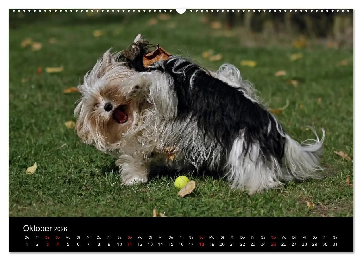 Bild: 9783516021493 | Mit dem Yorki durch das Jahr 2026 (Wandkalender 2026 DIN A2 quer),...