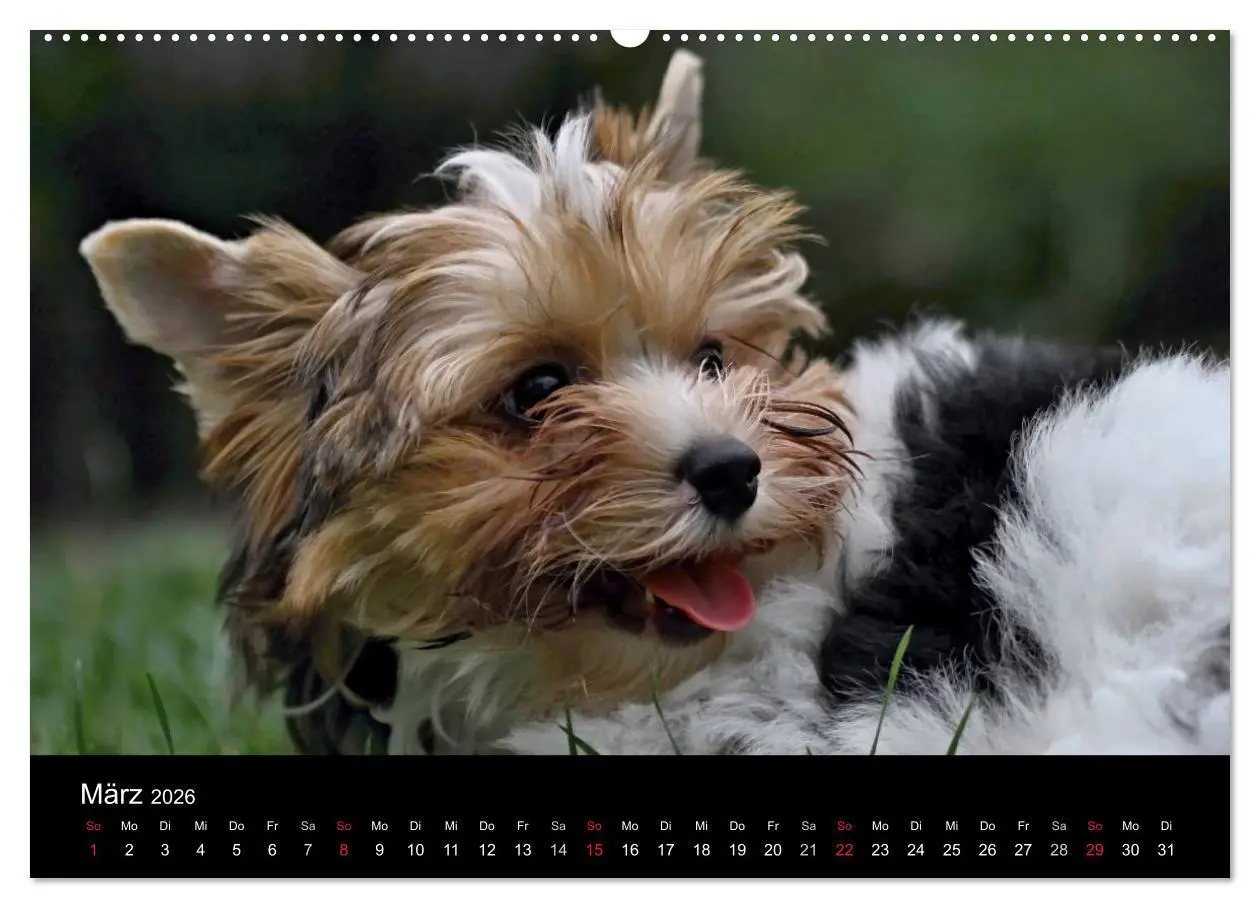 Bild: 9783516021493 | Mit dem Yorki durch das Jahr 2026 (Wandkalender 2026 DIN A2 quer),...