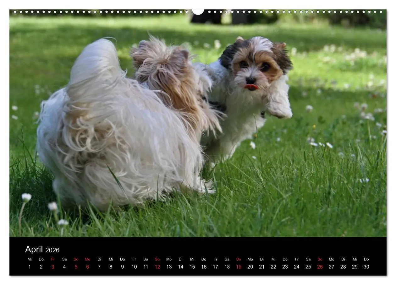 Bild: 9783516021493 | Mit dem Yorki durch das Jahr 2026 (Wandkalender 2026 DIN A2 quer),...
