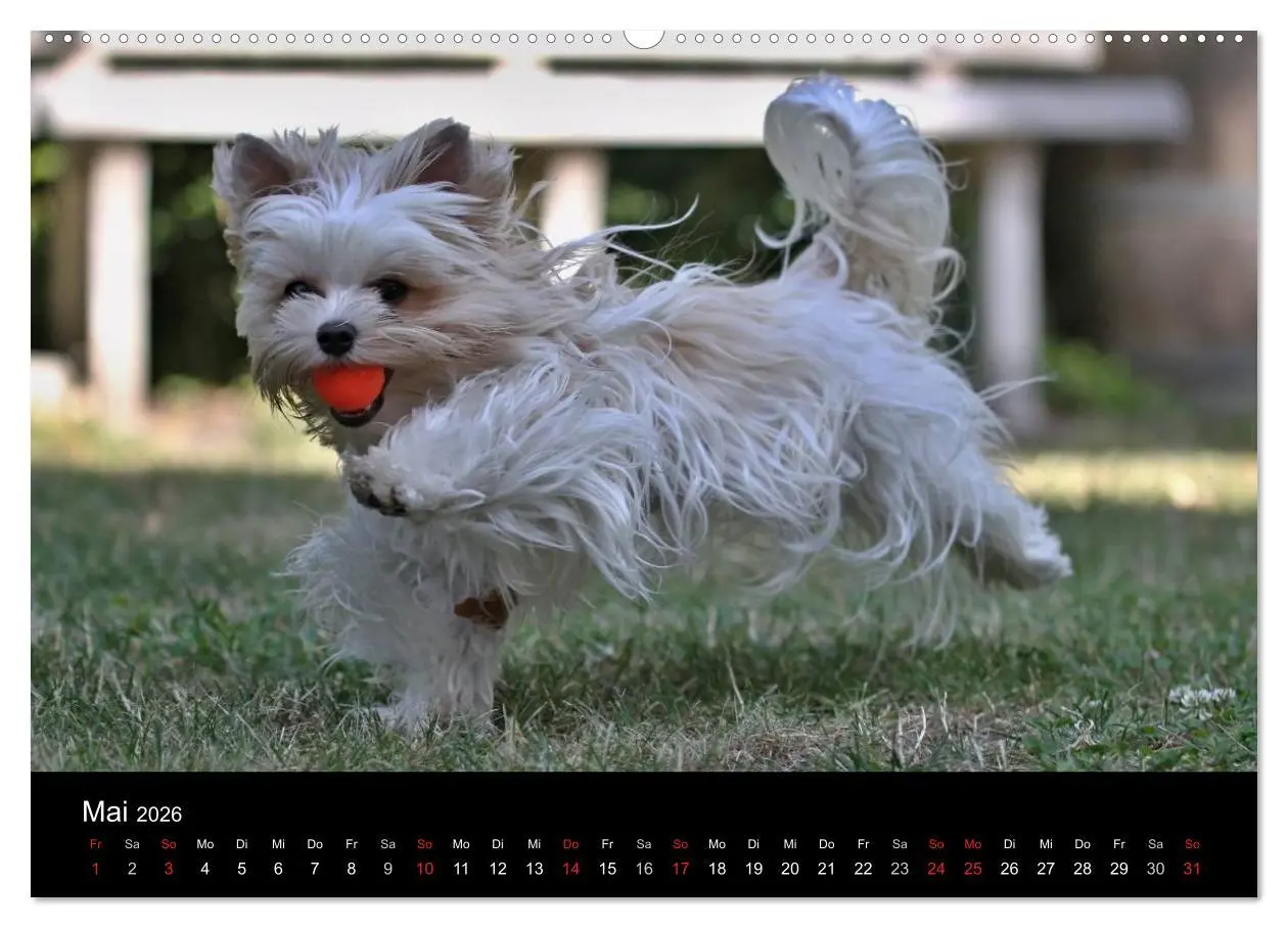 Bild: 9783516021493 | Mit dem Yorki durch das Jahr 2026 (Wandkalender 2026 DIN A2 quer),...