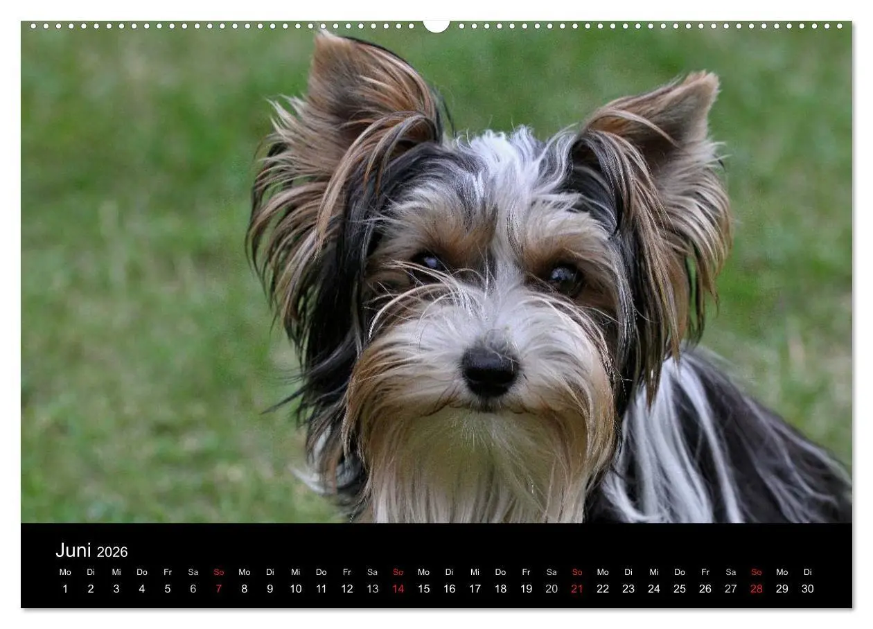 Bild: 9783516021493 | Mit dem Yorki durch das Jahr 2026 (Wandkalender 2026 DIN A2 quer),...