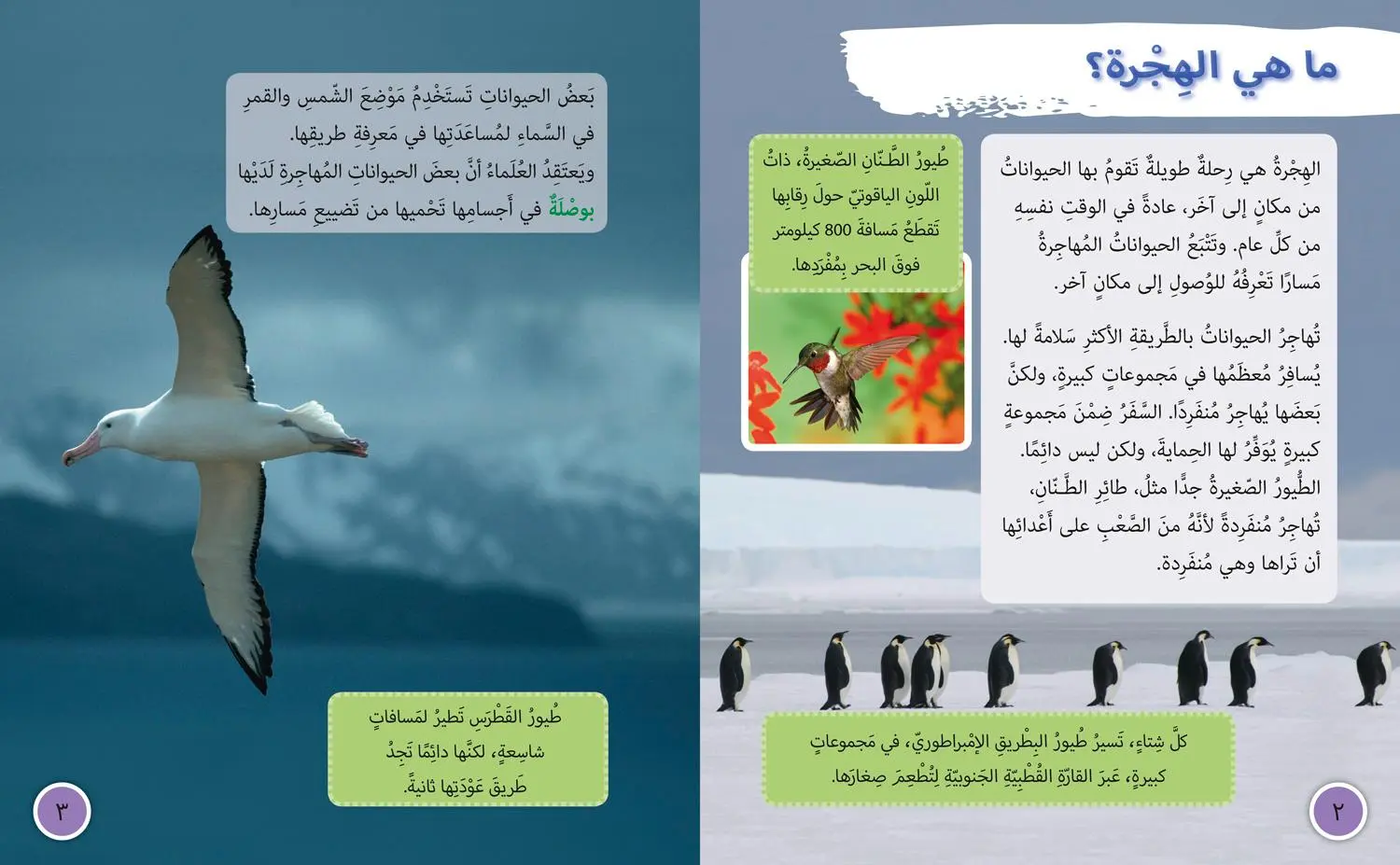Bild: 9780008131593 | Animal Migration | Level 13 | Deborah Chancellor | Taschenbuch | 2015