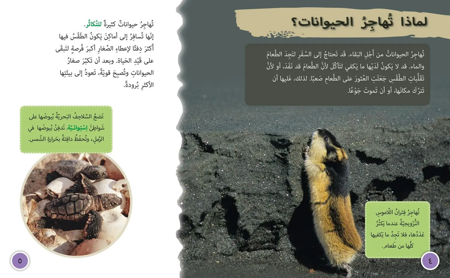 Bild: 9780008131593 | Animal Migration | Level 13 | Deborah Chancellor | Taschenbuch | 2015