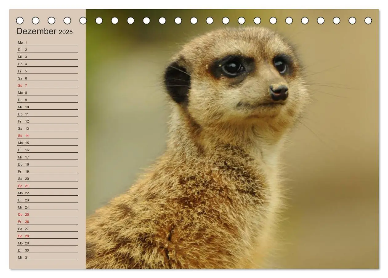 Bild: 9783435671793 | Erdmännchen (Tischkalender 2025 DIN A5 quer), CALVENDO Monatskalender