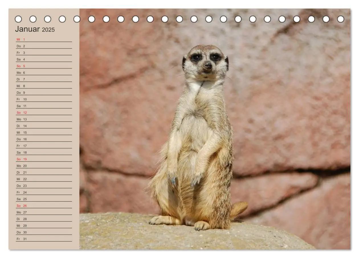 Bild: 9783435671793 | Erdmännchen (Tischkalender 2025 DIN A5 quer), CALVENDO Monatskalender