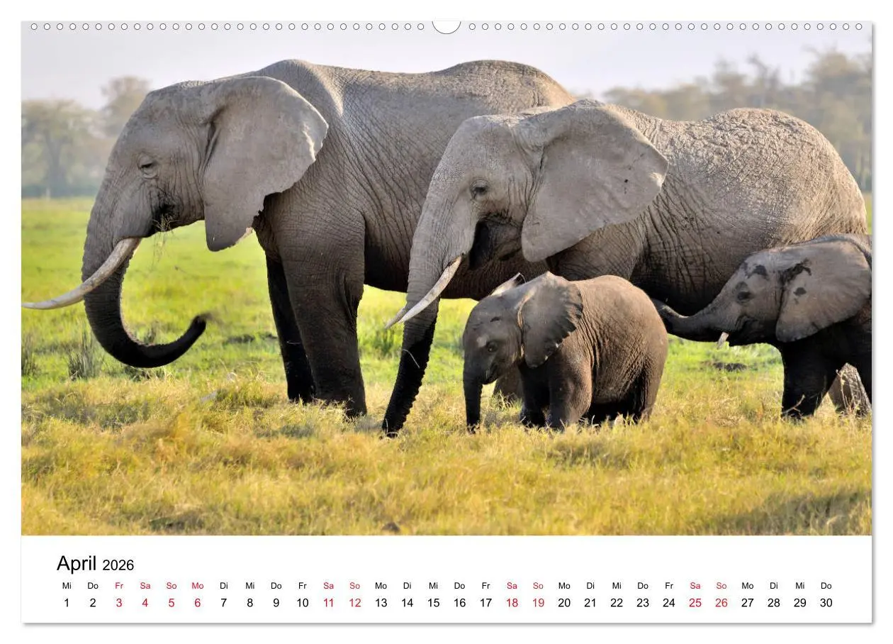 Bild: 9783457901793 | Elefanten Afrikas (Wandkalender 2026 DIN A2 quer), CALVENDO...