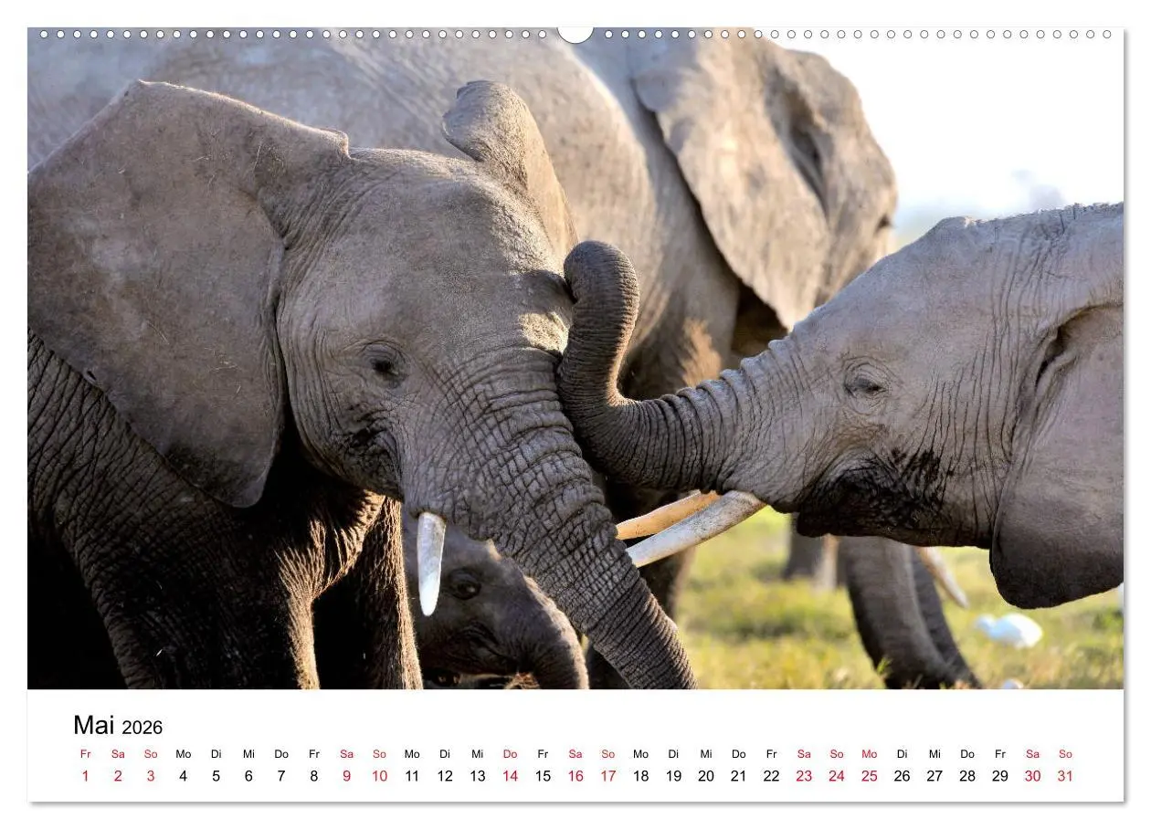 Bild: 9783457901793 | Elefanten Afrikas (Wandkalender 2026 DIN A2 quer), CALVENDO...