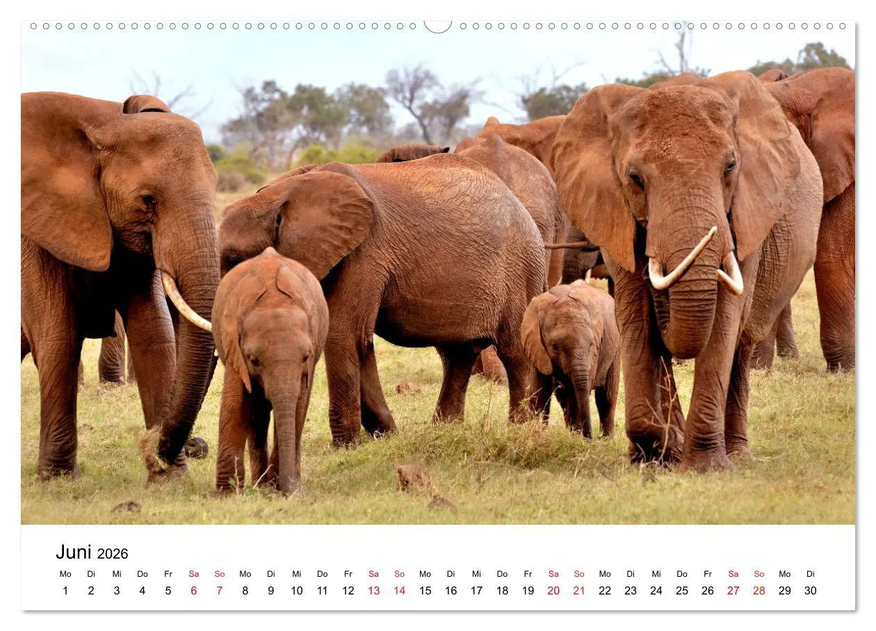 Bild: 9783457901793 | Elefanten Afrikas (Wandkalender 2026 DIN A2 quer), CALVENDO...