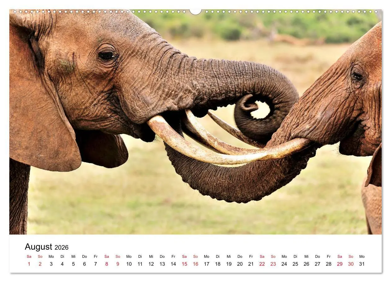 Bild: 9783457901793 | Elefanten Afrikas (Wandkalender 2026 DIN A2 quer), CALVENDO...