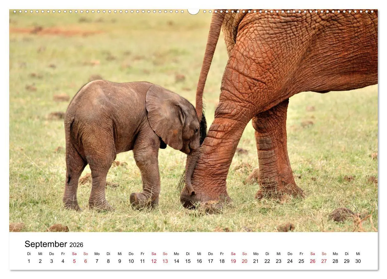 Bild: 9783457901793 | Elefanten Afrikas (Wandkalender 2026 DIN A2 quer), CALVENDO...
