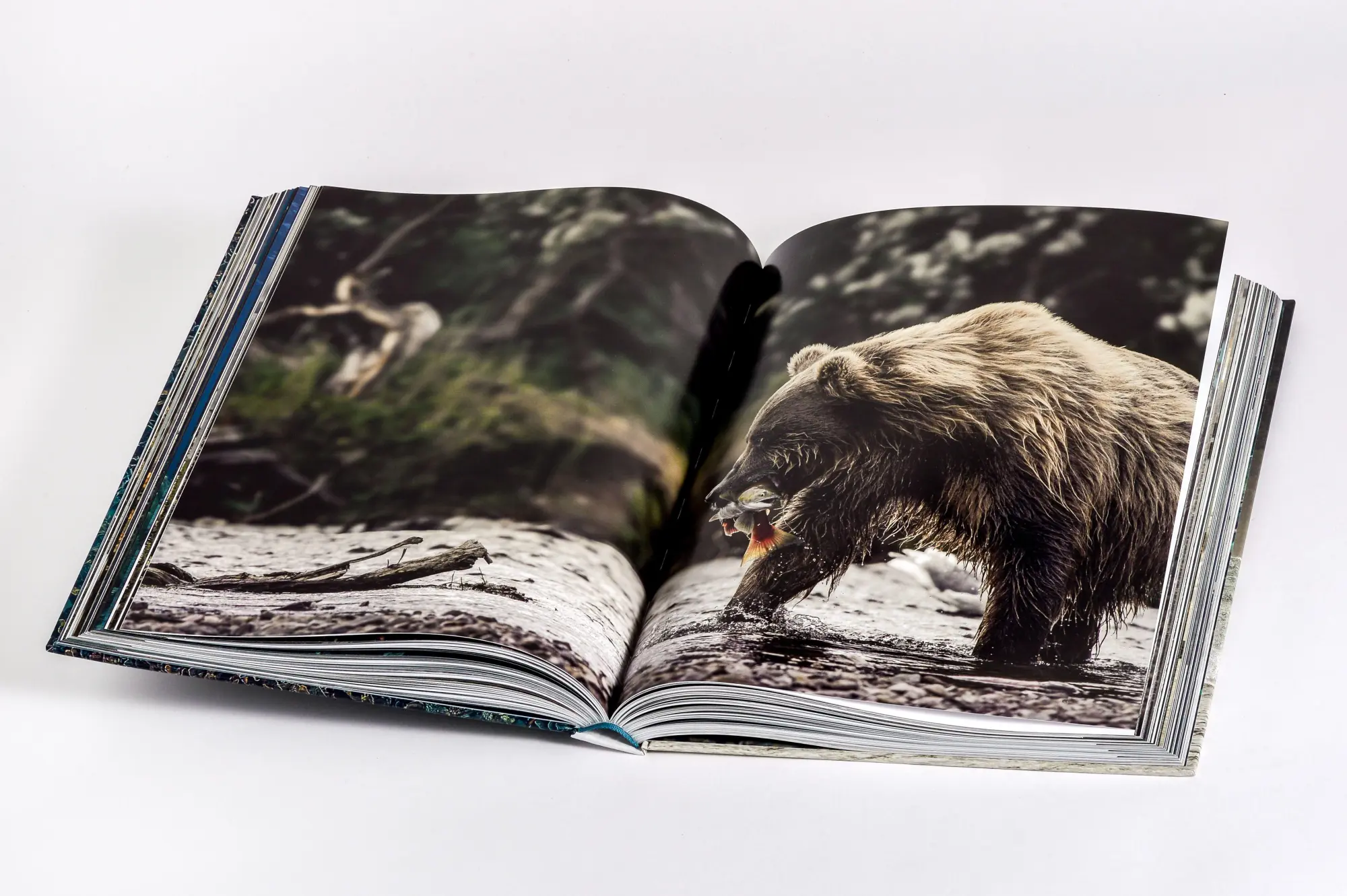 Bild: 9783791391793 | Wilder Ozean | Peter &amp; Beverly Pickford | Buch | 400 S. | Deutsch
