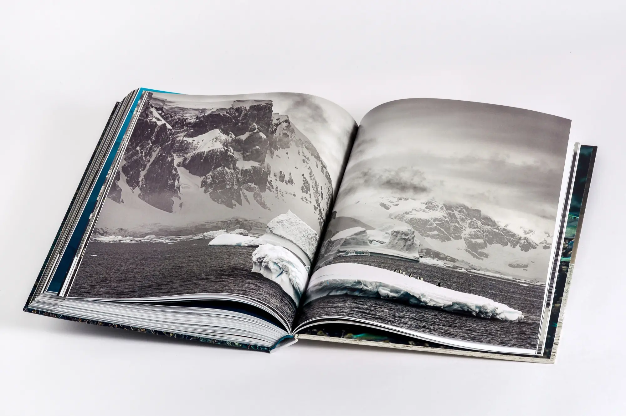 Bild: 9783791391793 | Wilder Ozean | Peter &amp; Beverly Pickford | Buch | 400 S. | Deutsch