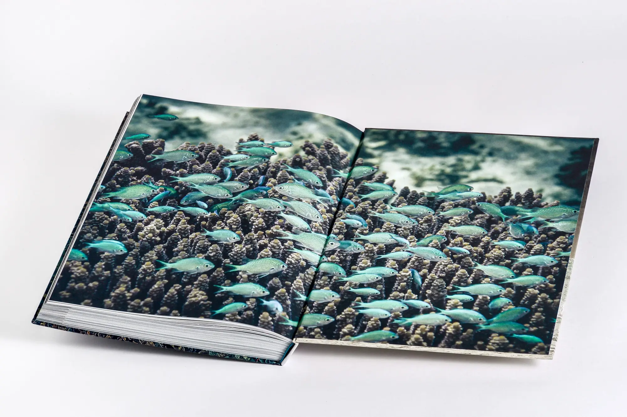 Bild: 9783791391793 | Wilder Ozean | Peter &amp; Beverly Pickford | Buch | 400 S. | Deutsch