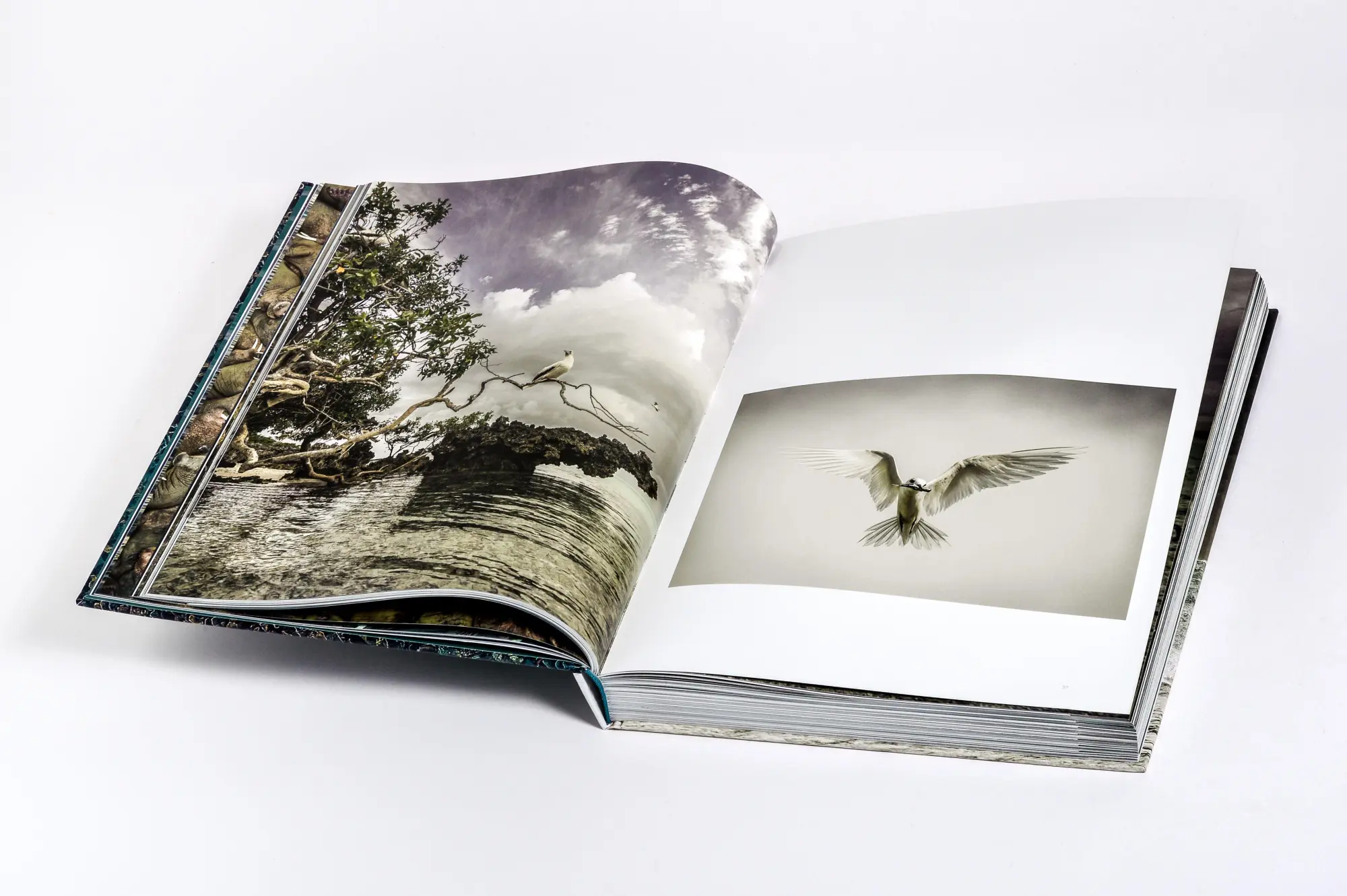 Bild: 9783791391793 | Wilder Ozean | Peter &amp; Beverly Pickford | Buch | 400 S. | Deutsch