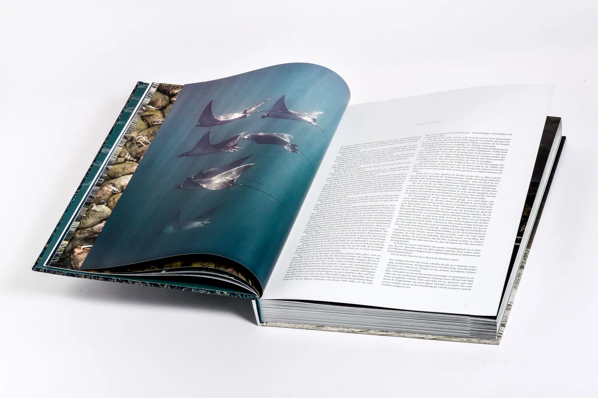 Bild: 9783791391793 | Wilder Ozean | Peter &amp; Beverly Pickford | Buch | 400 S. | Deutsch