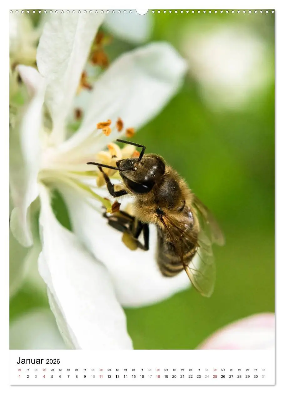 Bild: 9783516391893 | BIENEN - Kleine Nützlinge ganz nah (hochwertiger Premium...
